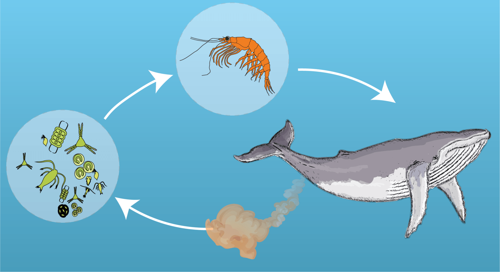 Картинки криля в морской экосистеме