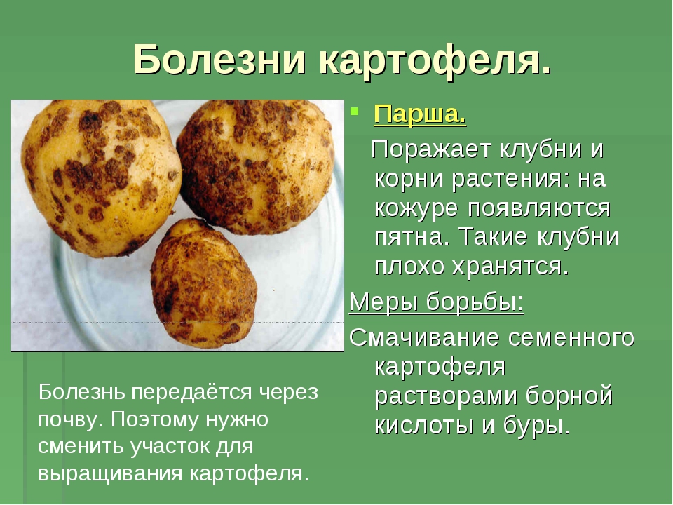 Борьба с болезнями картофеля