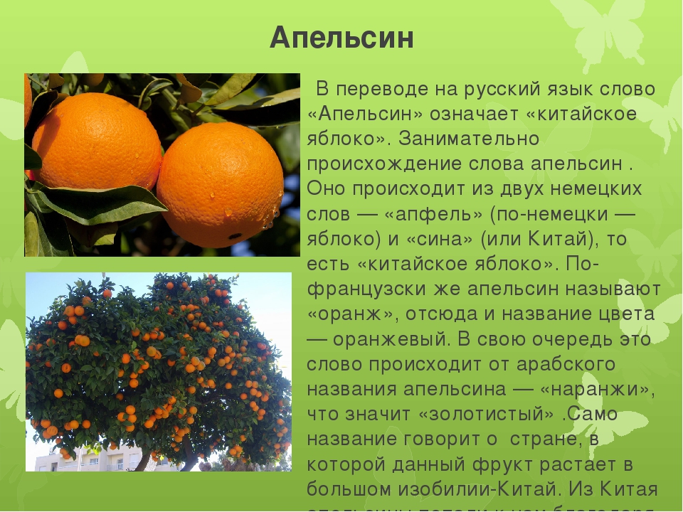 история и использование апельсинов картинки
