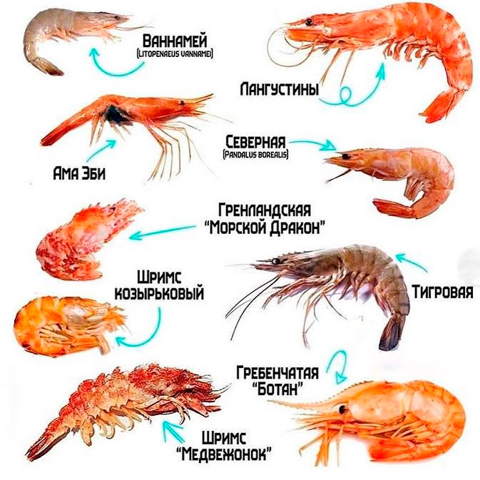 Креветки питание рыба микроскопические организмы ракообразные фото