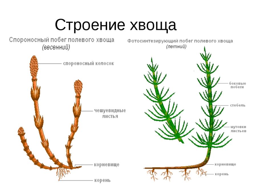 выращивание горечавки и хвоща